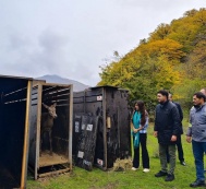 В Исмаиллинском отделении Шахдагского национального парка с участием Лейлы Алиевой выпущены в природу первые олени