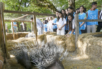 Rare animals released back into the wild in Ismayilli section of Shahdag National Park