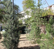 По инициативе Лейлы Алиевой на месте незаконной вырубки деревьев посажено 9 деревьев